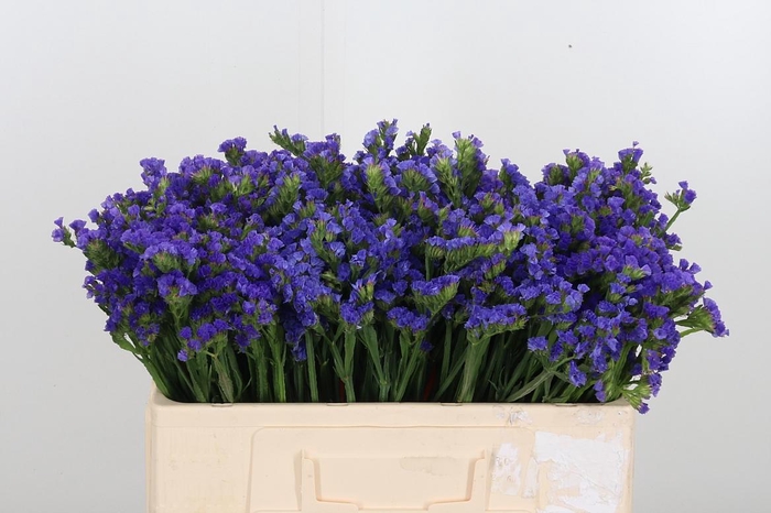 <h4>Statice Crystal Dark Blue</h4>