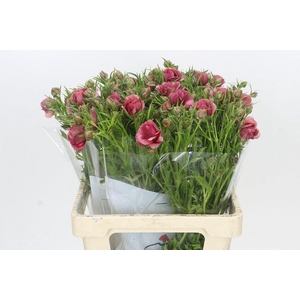 Ranunculus Moderna Carezza