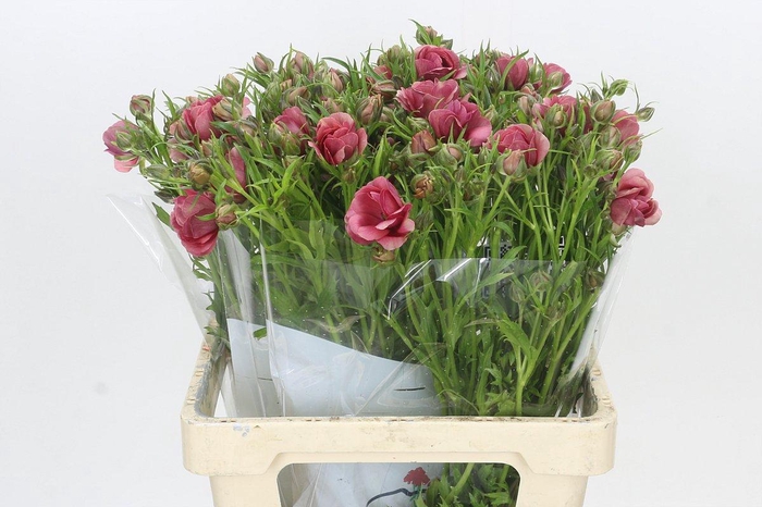<h4>Ranunculus Moderna Carezza</h4>