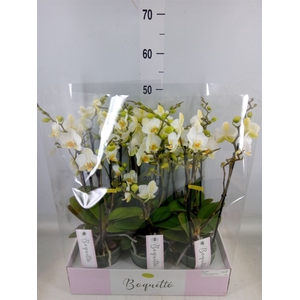 Phalaenopsis multi.   ...white