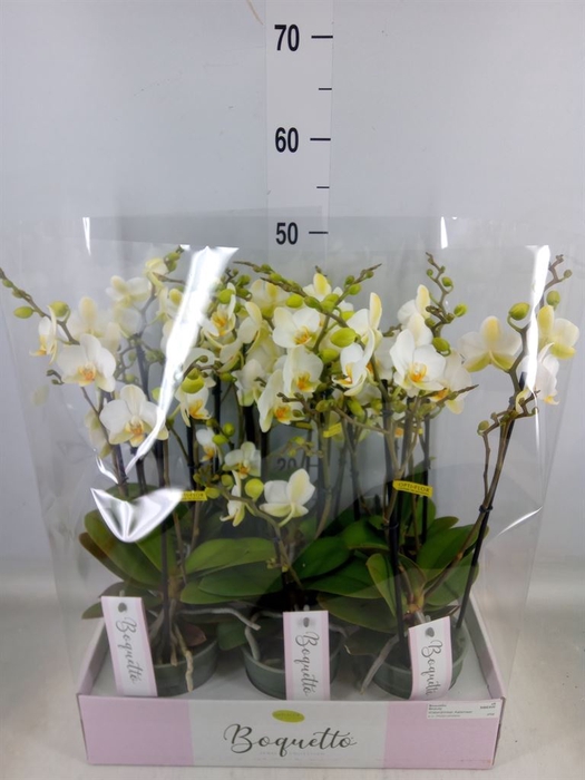 <h4>Phalaenopsis multi.   ...white</h4>