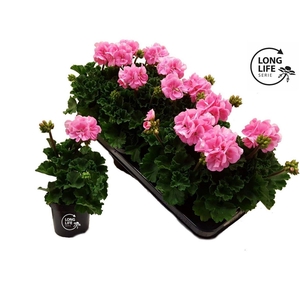 Pelargonium Zonale Pink