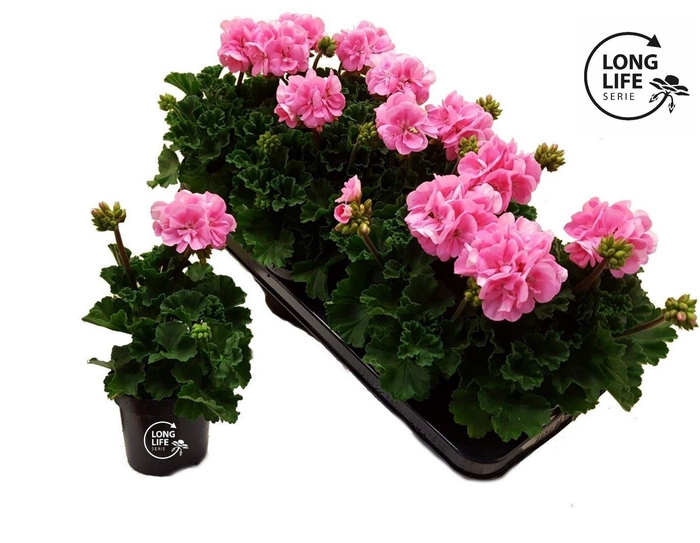 <h4>LongLife Zonale Pink</h4>