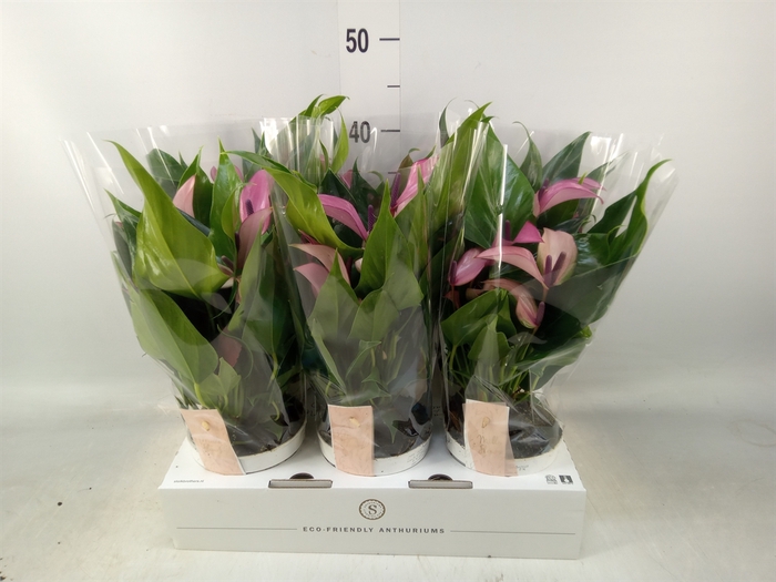 <h4>Anthurium  'Zizou'</h4>