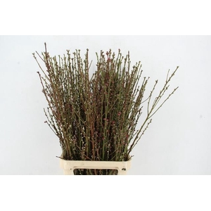 PERZIKBLOESEM BICOLLER PER BUNCH 100CM