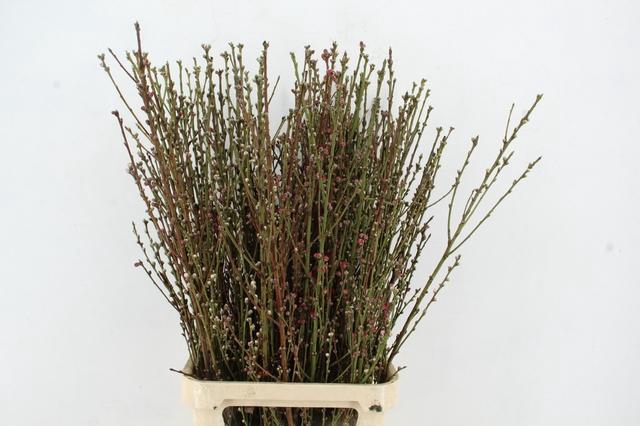 <h4>PERZIKBLOESEM BICOLLER PER BUNCH 100CM</h4>