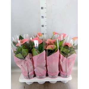 Anthurium andr. 'Sweet Dream'