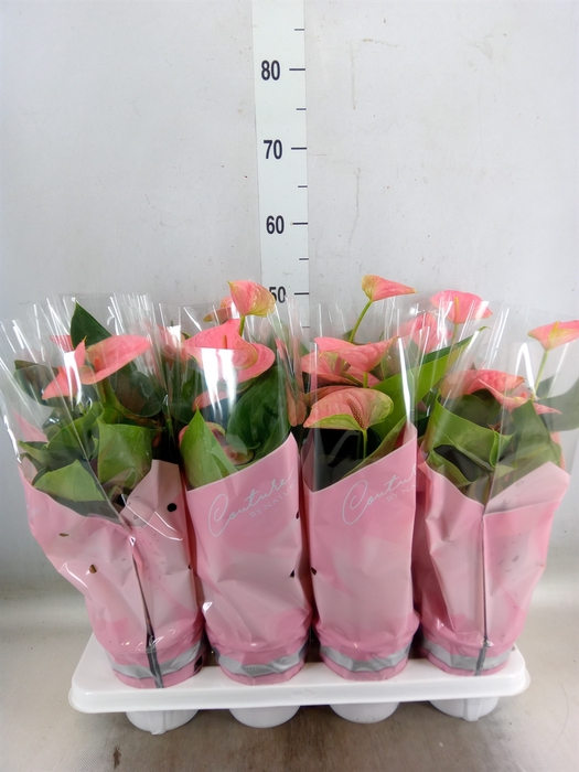 <h4>Anthurium andr. 'Sweet Dream'</h4>