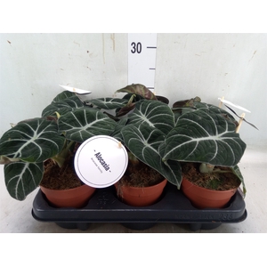 Alocasia  'Black Velvet'