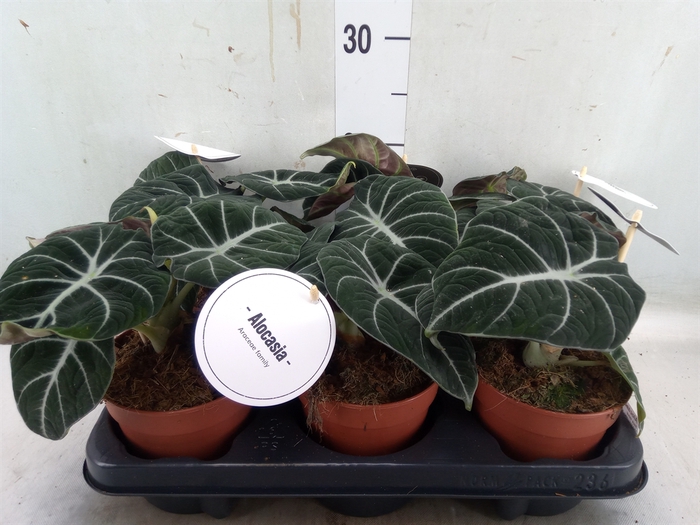 <h4>Alocasia  'Black Velvet'</h4>