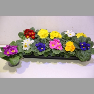 Prim Ac Paradiso Gem