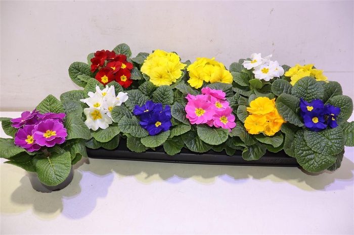 <h4>Prim Ac Paradiso Gem</h4>