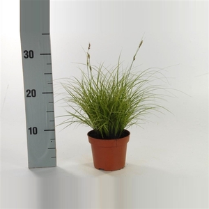 Carex brunnea 'Jubilo' p12