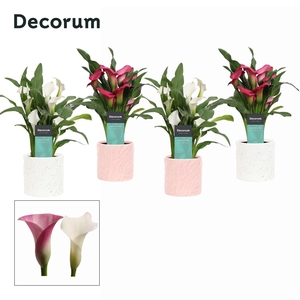 Zantedeschia (Calla) Roze/Wit in Ompot Yara LOVE (Decorum)