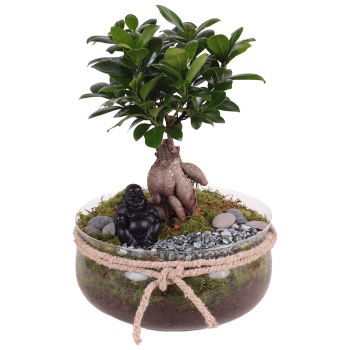 <h4>Ficus Mi Ginseng Glas Schaal + Touw</h4>