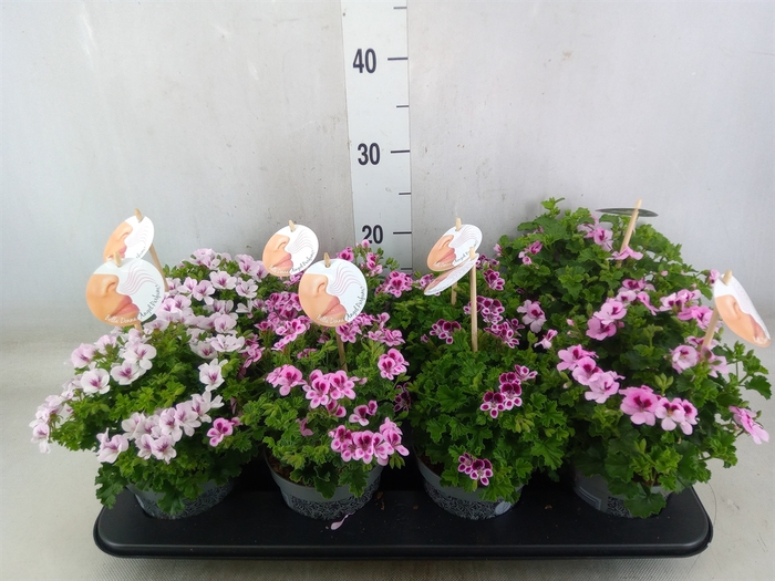 <h4>Pelargonium gran.   ...</h4>
