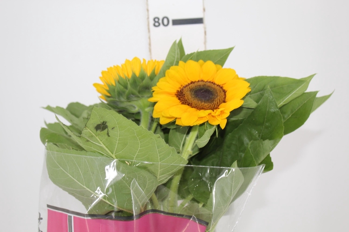 <h4>GIRASSOL 080 CM</h4>