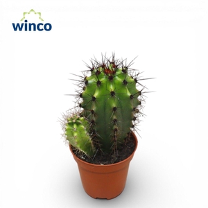 ECHINOC OV
