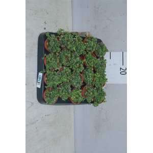 Senecio Rowleyanus Mini