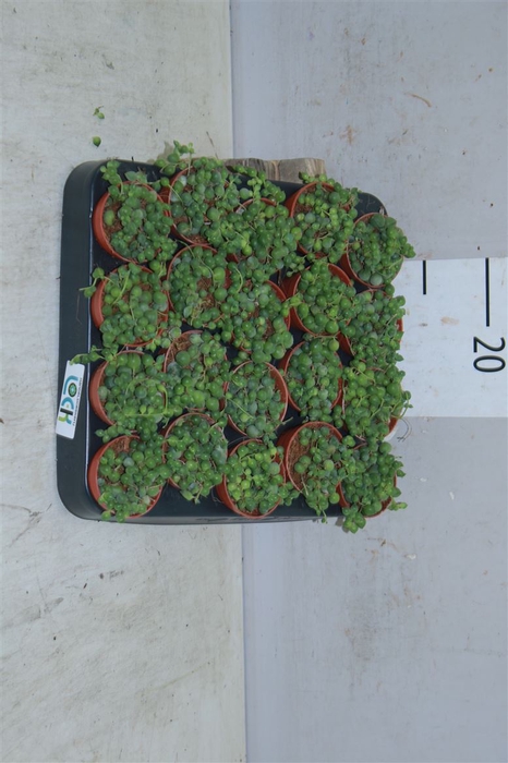 <h4>Senecio Rowleyanus Mini</h4>