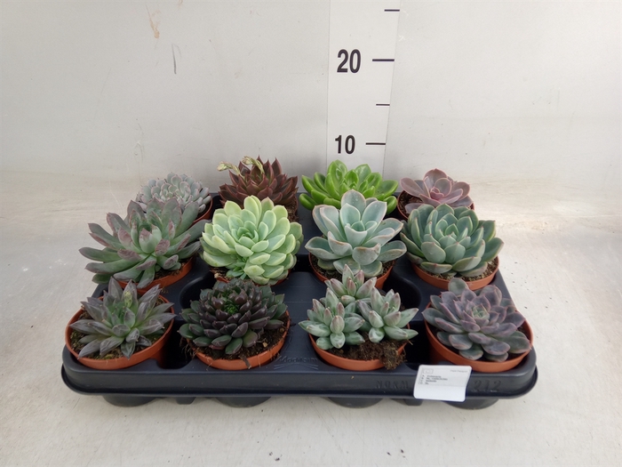 <h4>Echeveria   ...mix</h4>