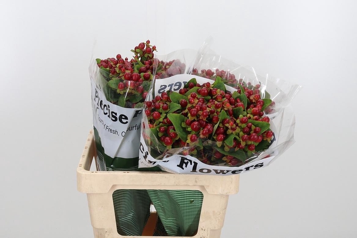 <h4>Hyp Mag Seasons</h4>