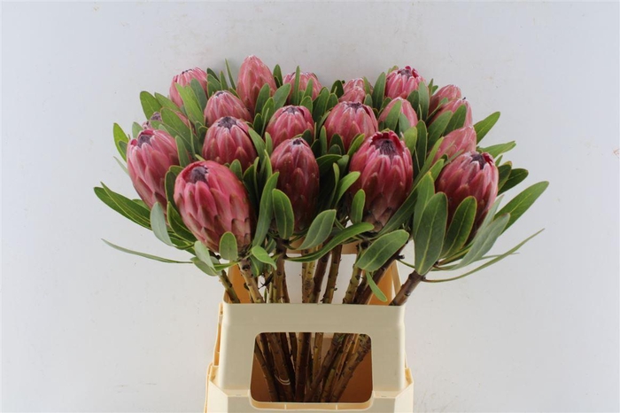 <h4>Protea Lancelot</h4>