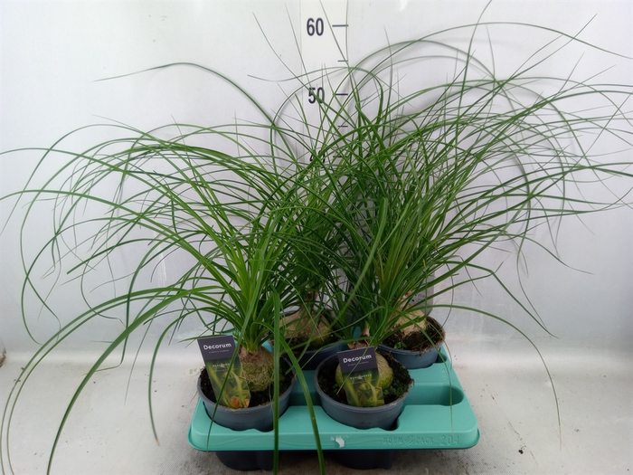 <h4>Beaucarnea recurvata</h4>