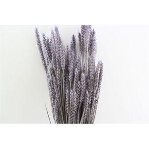 Dried Triticum X5 Frosted Milka Bunch