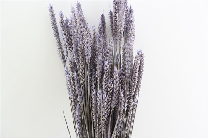 Dried Triticum X5 Frosted Milka Bunch