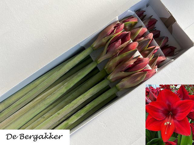 <h4>HIPP GA ROMEO</h4>