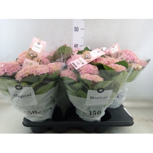 Hydrangea mac. 'Magical Revolution'