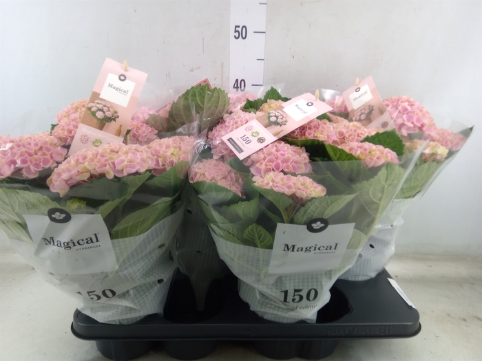 <h4>Hydrangea mac. 'Magical Revolution'</h4>