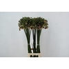 ALLIUM NECT SICULUM