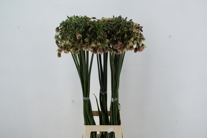 <h4>ALLIUM NECT SICULUM BULGAR</h4>