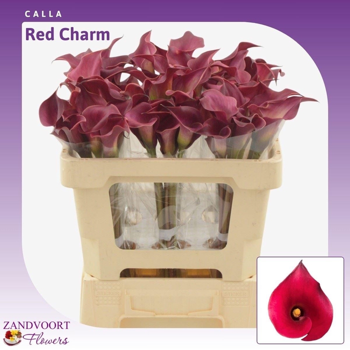 <h4>Calla Red Charm</h4>