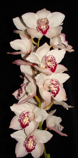 Cymbidium 5/7 White Bl pst