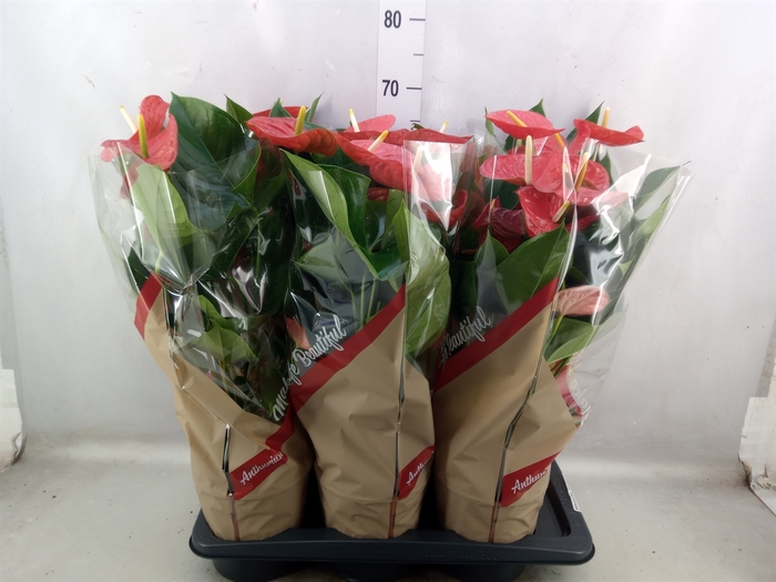 <h4>Anthurium andr. 'Red Winner'</h4>