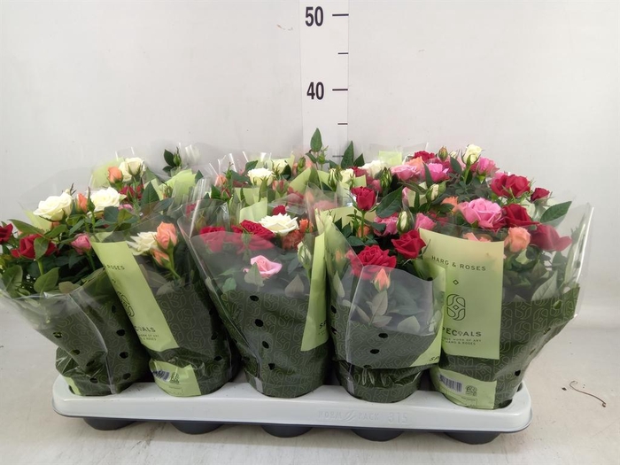 <h4>Rosa  'Kordana'   ...mix op pot</h4>