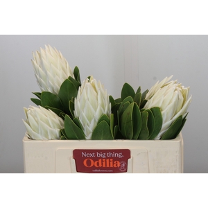 Protea Cyn. Ayoba Arctic Ice