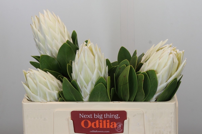 Protea Cyn. Ayoba Arctic Ice