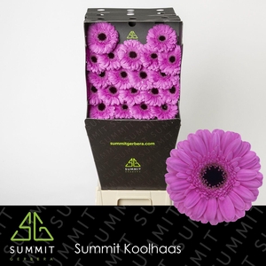 Germini Dolcetto Diamond