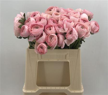 <h4>Ran Suc 1st Tolosa</h4>