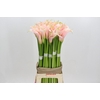Zantedeschia Eydolls Salmon