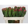 Protea Brenda