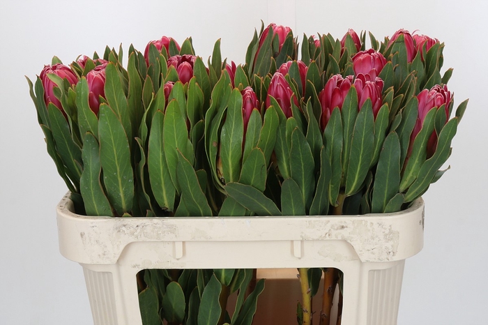 <h4>Protea Brenda</h4>