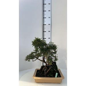 Zelkova parvifolia, pot 27cm, height cm. With drip tray. (single item)