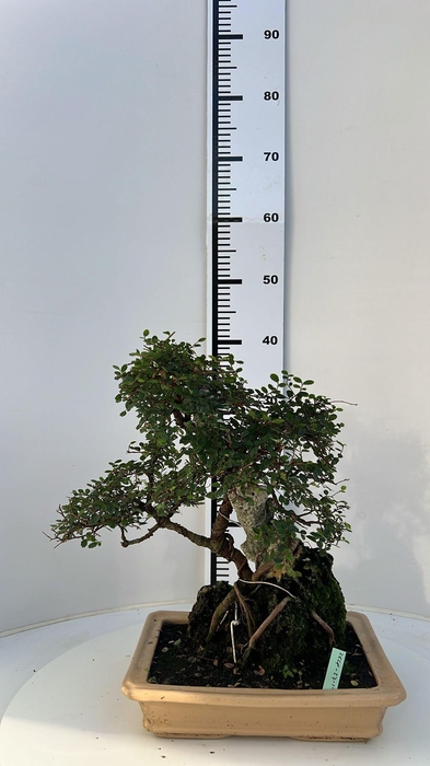 <h4>Zelkova parvifolia, pot 27cm, height cm. With drip tray. (single item)</h4>