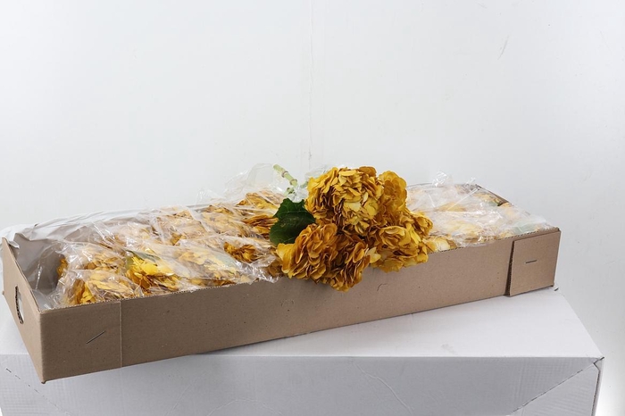 <h4>Hydr Mostaza Box</h4>