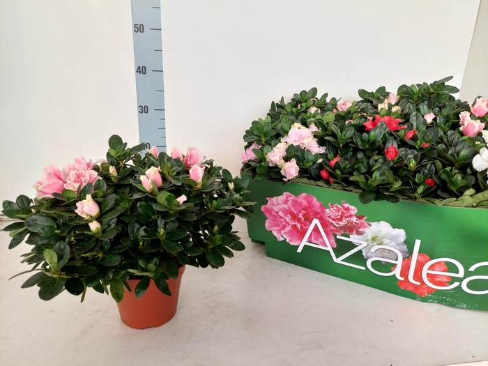 <h4>RHODO SI VOGEL GEM</h4>